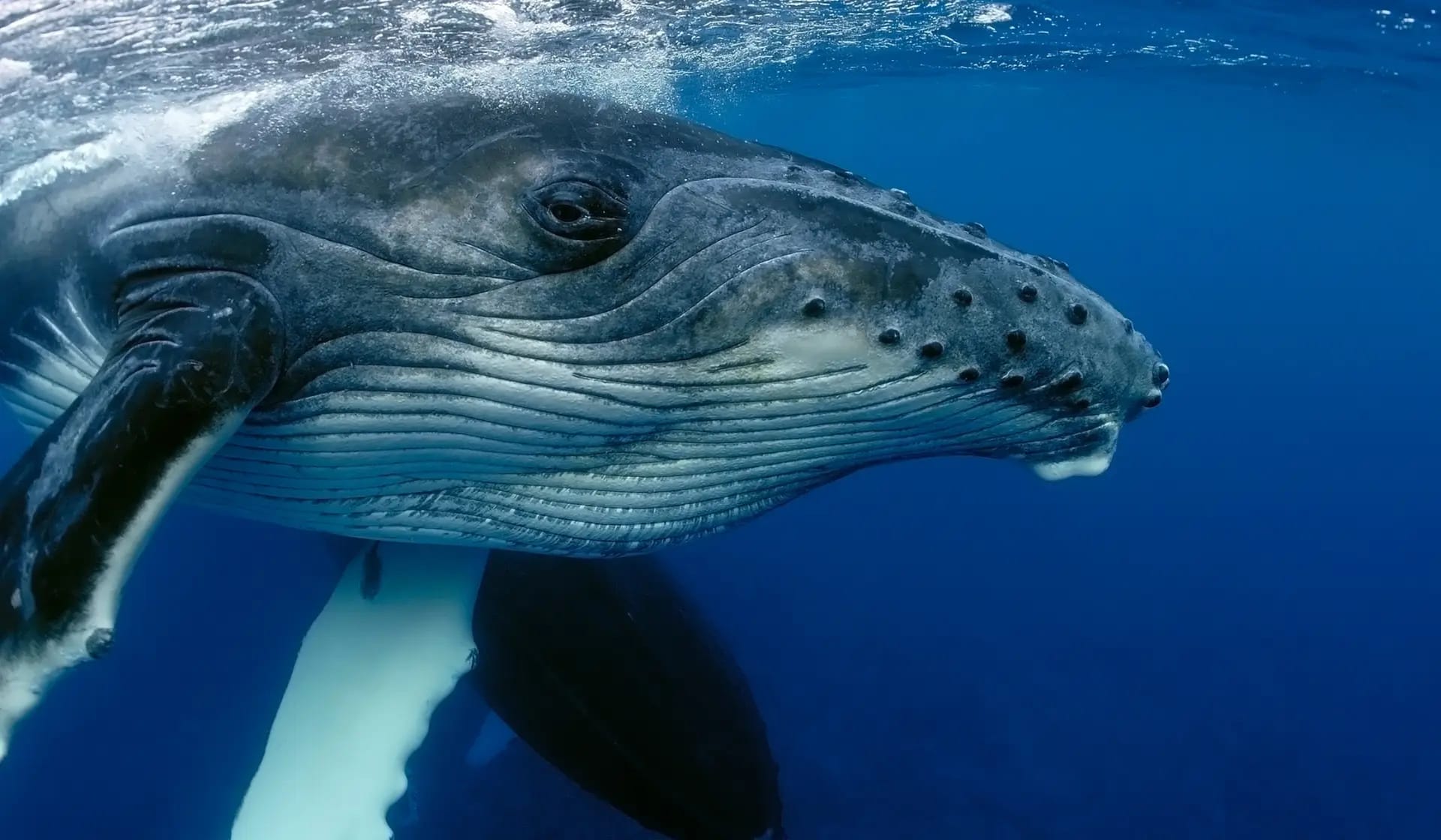 Indigenous Oceans Protected: A-LAW and marianthi baklava Drive Legal Reform