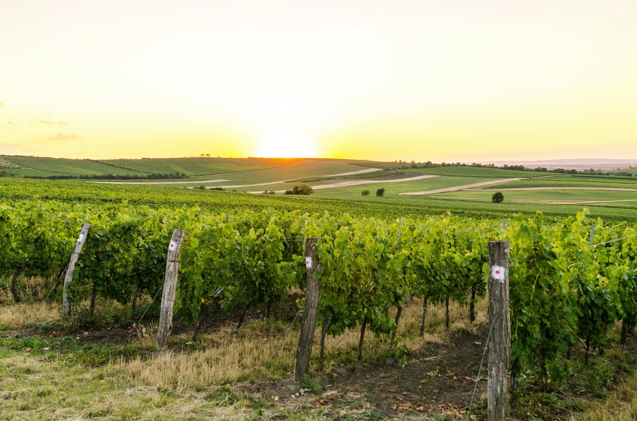 Why Wine Tastings at a Winery Sacramento Are Unforgettable