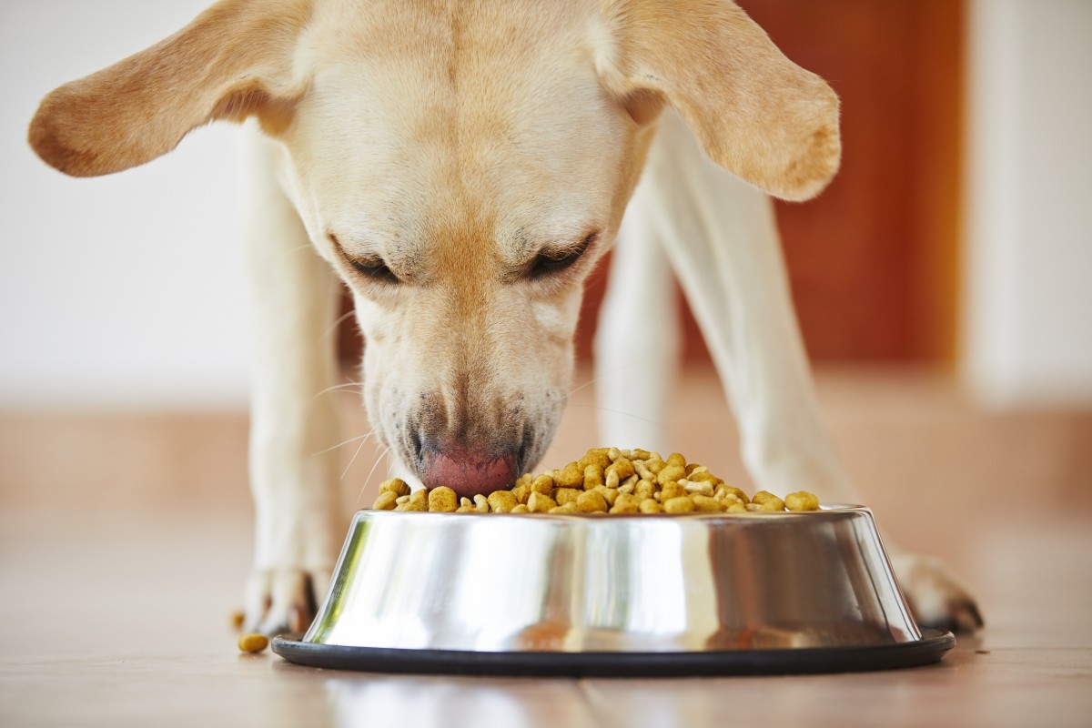 The Farmer's Dog Price: Plans &amp; Delivery