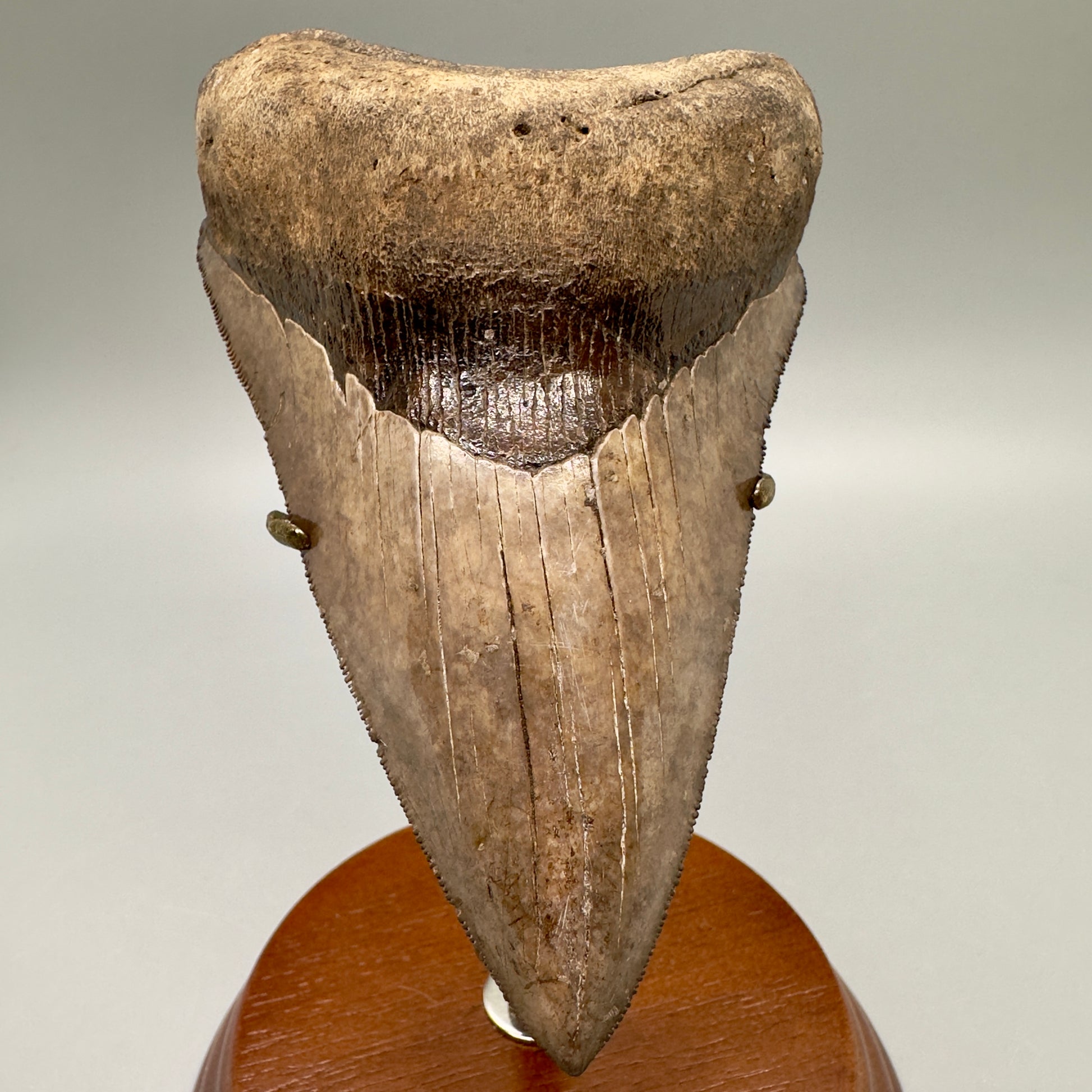 HOW TO IDENTIFY AUTHENTIC MEGALODON TEETH BEFORE YOU BUY