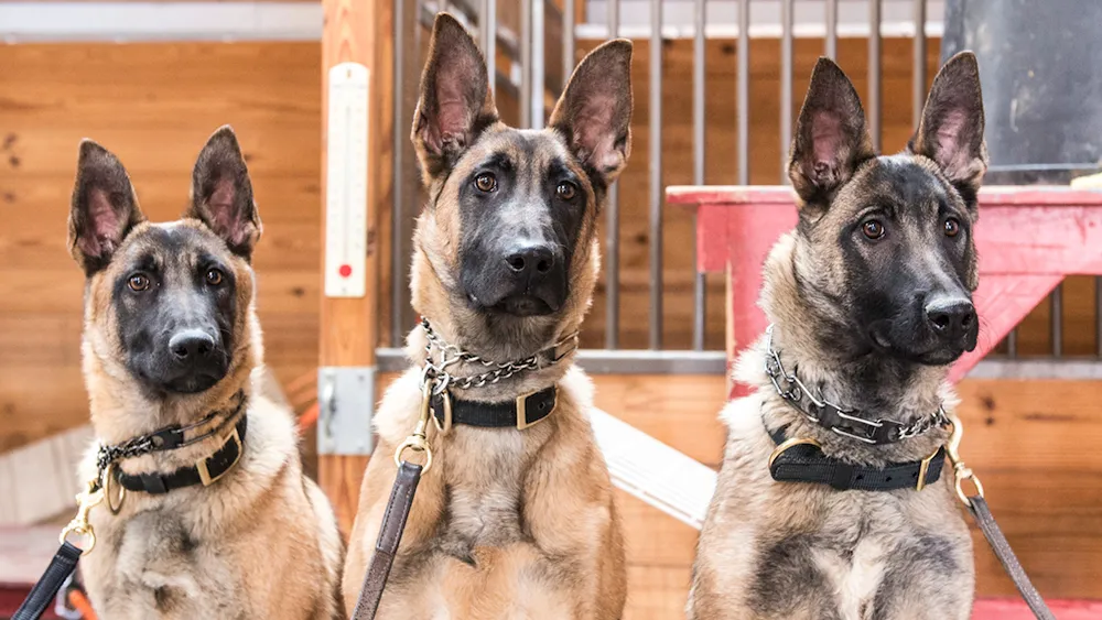 Security Dog Services Birmingham: A Powerful Deterrent Against Crime