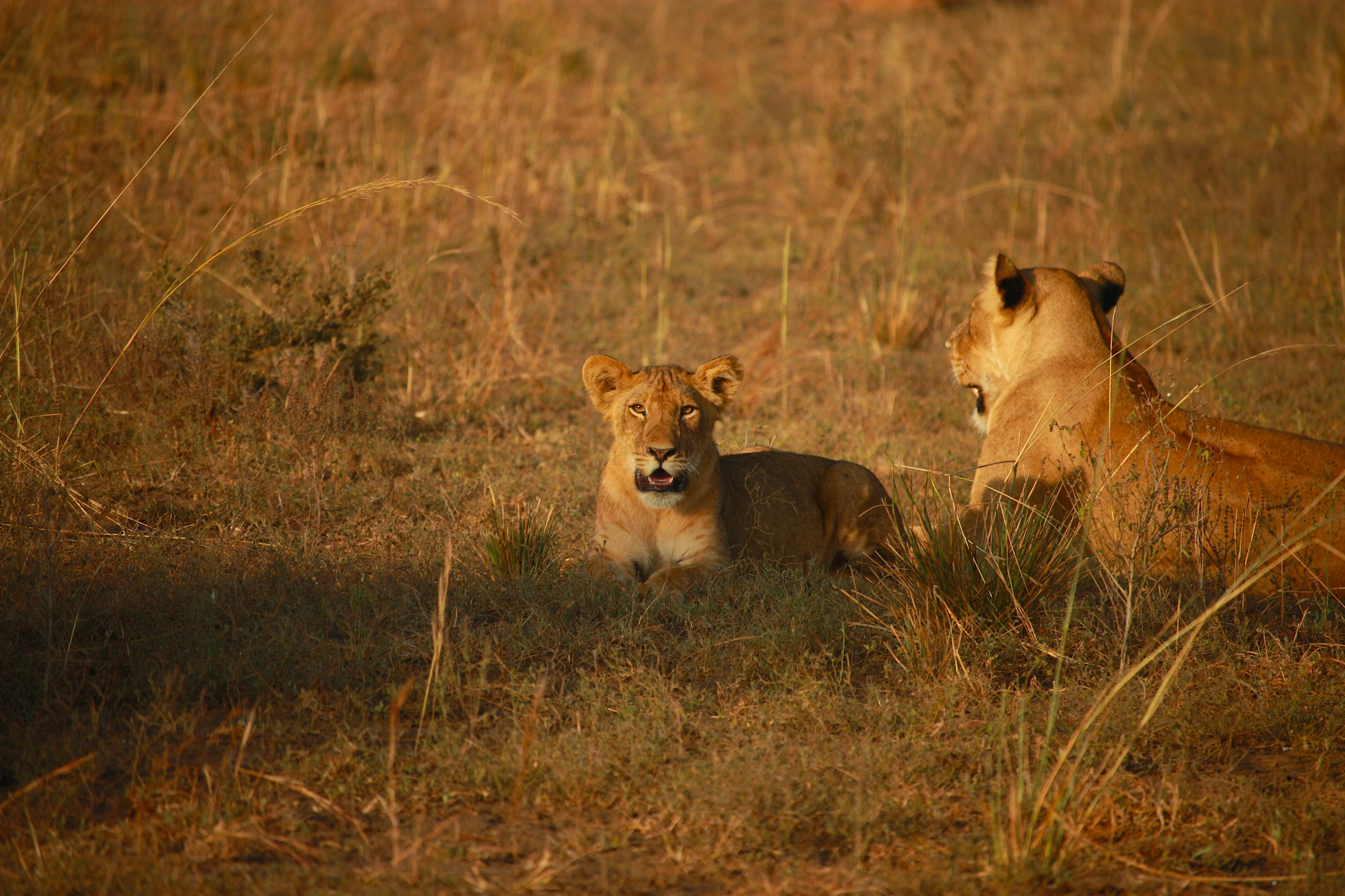 Tanzania Safari Tours Designed for True Adventure Lovers