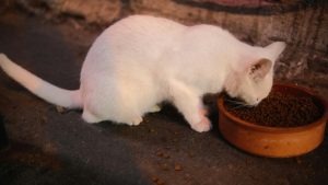 nacho cat food reviews